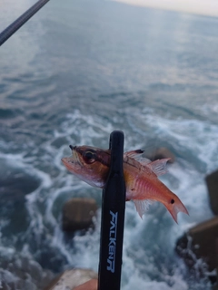 ネンブツダイの釣果