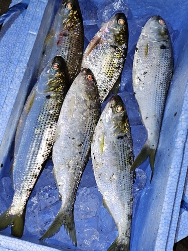 コノシロの釣果