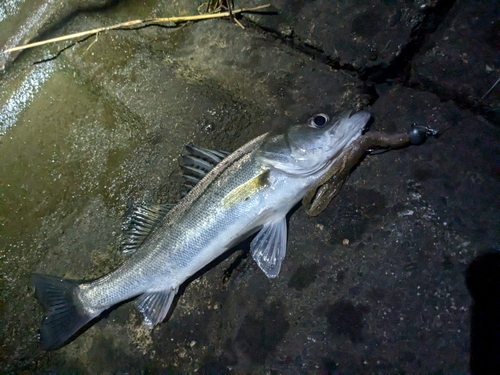 セイゴ（マルスズキ）の釣果