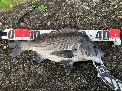 チヌの釣果