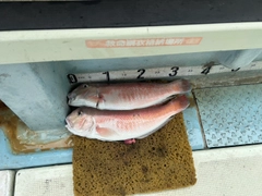 アマダイの釣果