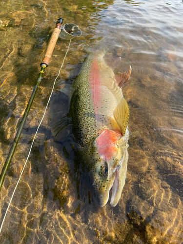 ニジマスの釣果