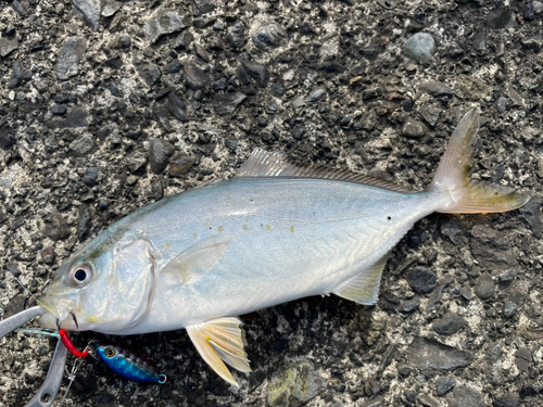 ショゴの釣果