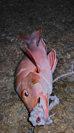 ヒメフエダイの釣果