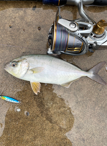 ショゴの釣果