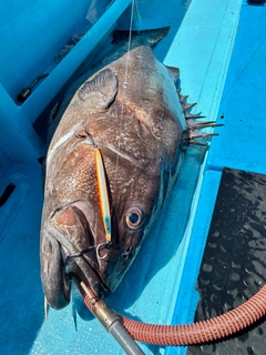 イシナギの釣果