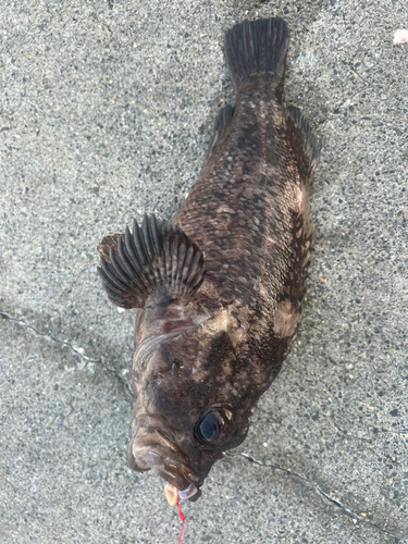 クロソイの釣果