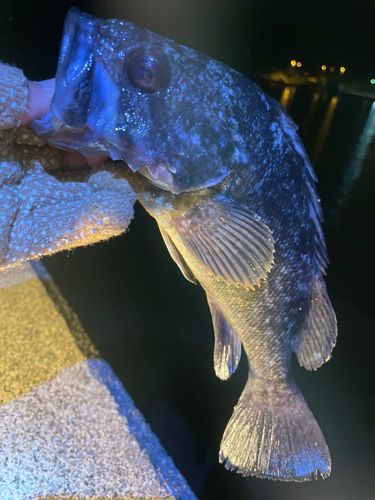 クロソイの釣果