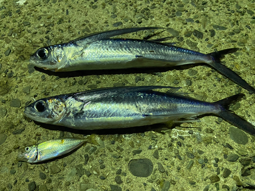 トビウオの釣果