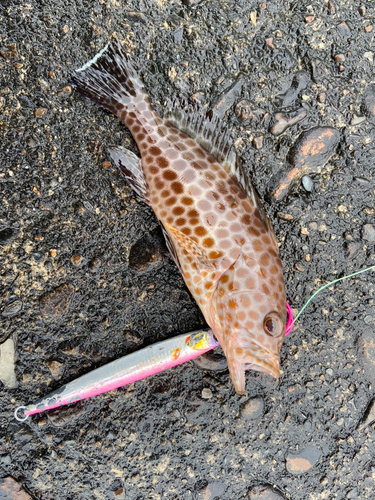 オオモンハタの釣果