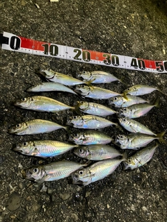 アジの釣果