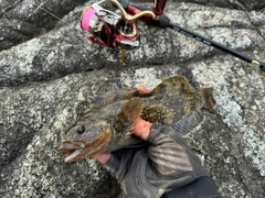 アイナメの釣果