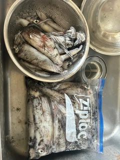 スルメイカの釣果