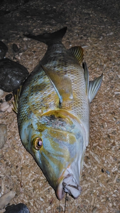 タマンの釣果