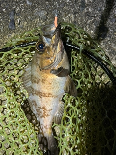 シロメバルの釣果