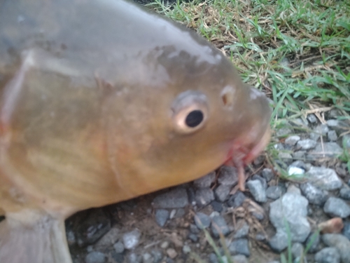 コイの釣果