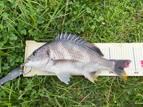 キビレの釣果