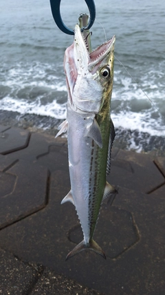 サゴシの釣果