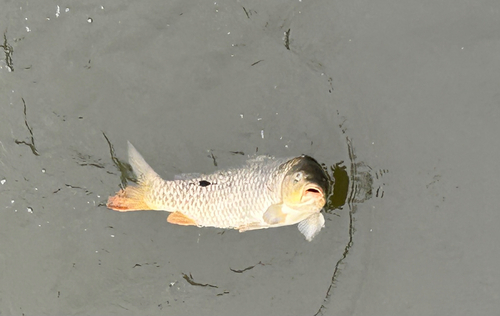 コイの釣果