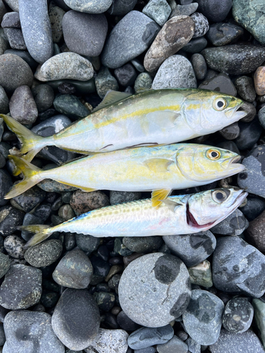 ワカシの釣果