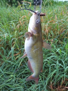 アメリカナマズの釣果