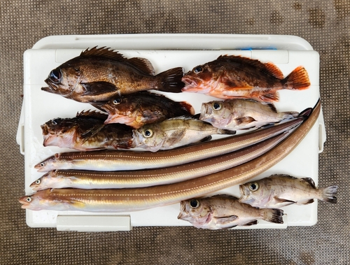 マアナゴの釣果