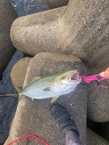 メジロの釣果