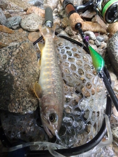 イワナの釣果