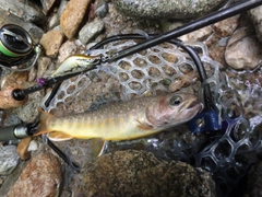 イワナの釣果