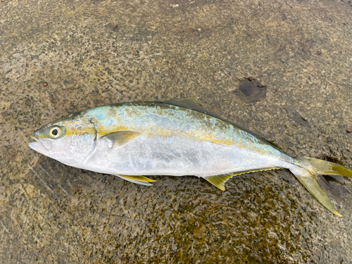 ヒラマサの釣果