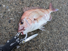 マダイの釣果