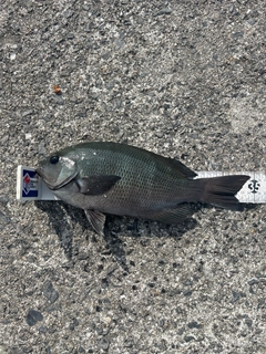 クチブトグレの釣果