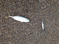 ワカシの釣果