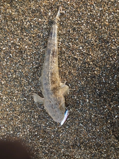マゴチの釣果
