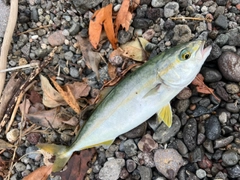 ワカシの釣果