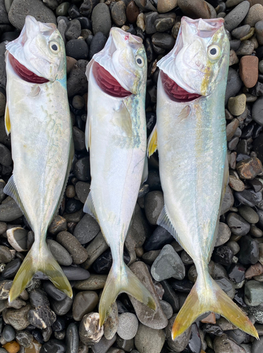 ワカシの釣果