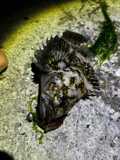 オウゴンムラソイの釣果