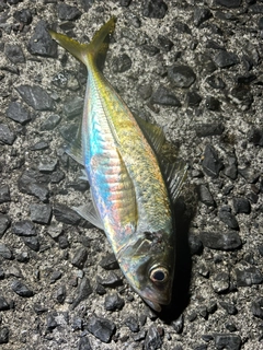 マアジの釣果