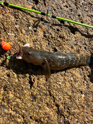 ギンポの釣果