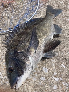 チヌの釣果