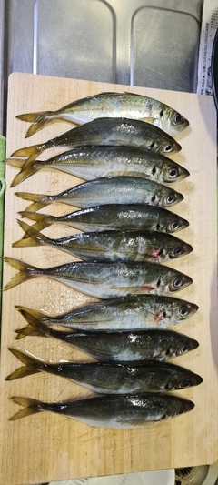 アジの釣果