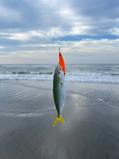 ワカシの釣果