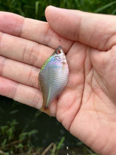 タイリクバラタナゴの釣果