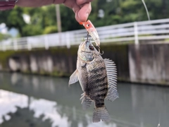 ティラピアの釣果