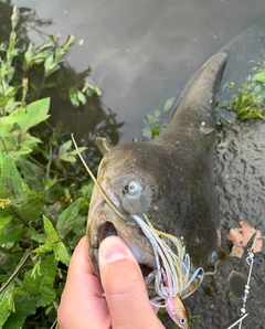 ナマズの釣果