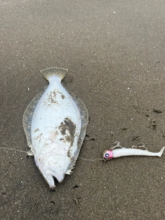 ヒラメの釣果