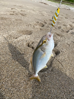 ショゴの釣果