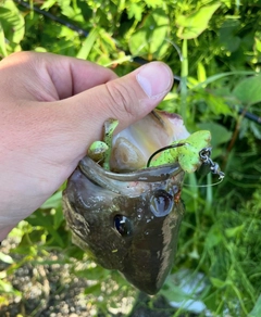 ブラックバスの釣果