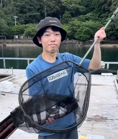 イシダイの釣果