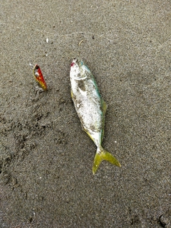 ワカシの釣果